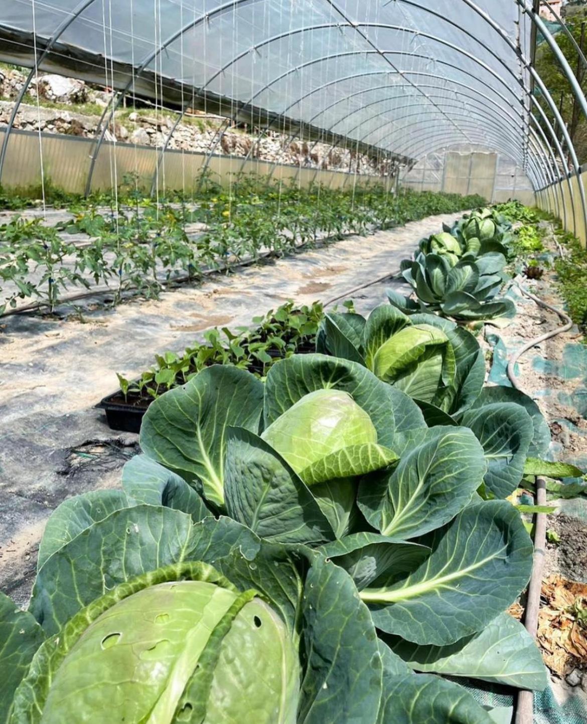 Agricamping Le Terrazze Hotell Orco Feglino Eksteriør bilde